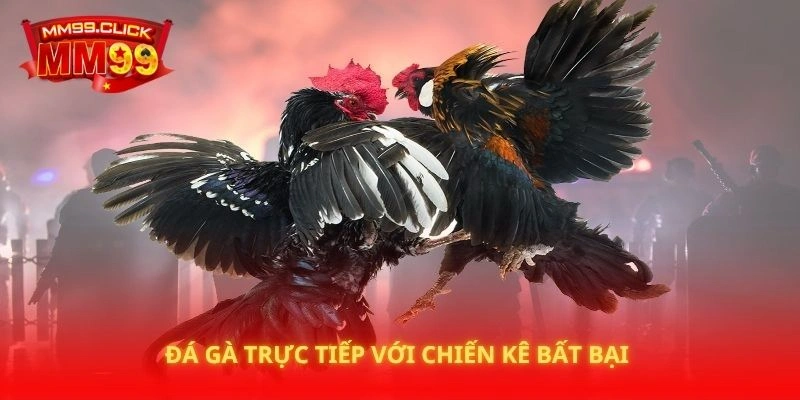 Đá gà trực tiếp với chiến kê bất bại